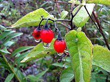 Solanum dulcamara (5386574212).jpg