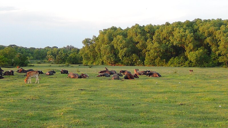 File:Sonarchar Wildlife Sanctuary 48.jpg