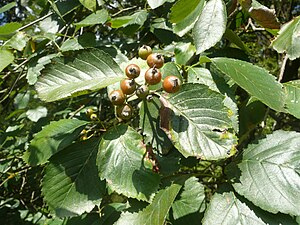 Sorbus meierottii 050815b.JPG