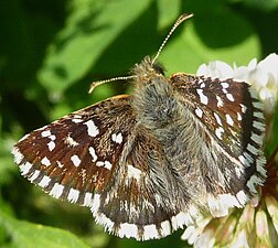 Pyrgus malvoides