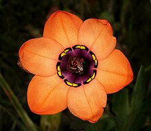 Sparaxis elegans 1DS-II 2-2634.jpg