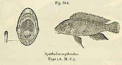 Pilkkuturpa-ahven (Spathodus erythrodon)