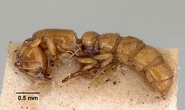 Sphinctomyrmex imbecilis