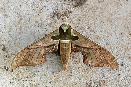 ♂ Adhemarius donysa (Sphinx moth)