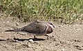 Spilopelia senegalensis - Laughing Dove 03.jpg