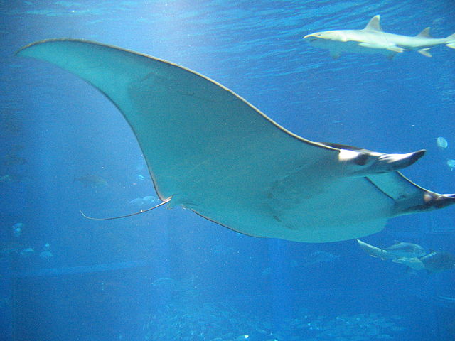 Giant devil ray. Formerly known as Spinetail mobula.