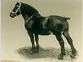 Français : Spirou, étalon de trait ardennais belge sacré champion international de la race en 1900, était un cheval de type carrossier, plus léger que l'ardennais actuel