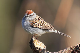 <span class="mw-page-title-main">Chipping sparrow</span> Species of bird