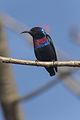 Splendid sunbird