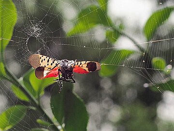 Spotted Lanternfly in Web.jpg
