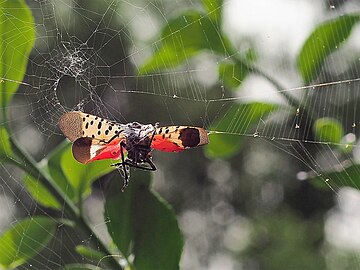 https://upload.wikimedia.org/wikipedia/commons/thumb/2/29/Spotted_Lanternfly_in_Web.jpg/360px-Spotted_Lanternfly_in_Web.jpg