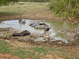 Bovidés sri lankais. Category:animals in Sri LankaiCategory:Unknown BovidaeCategory:Unidentified organisms