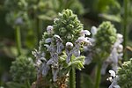 Stachys pycnantha üçün miniatür