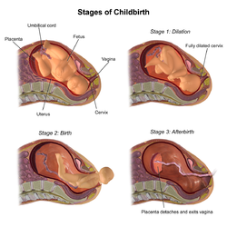 Normal stages of childbirth