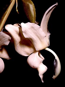 Stanhopea reichenbachiana Orchi 002.jpg