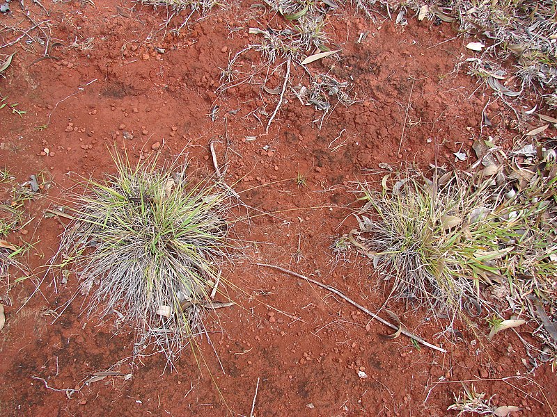 File:Starr-090317-4911-Eragrostis brownei-habit-Kahakapao Reservoir Haleakala Ranch-Maui (24854945181).jpg