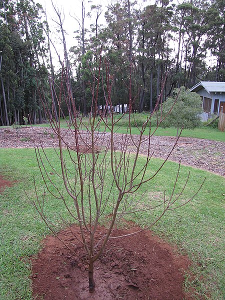 File:Starr-110217-1530-Prunus persica var nucipersica-Panamint just planted-Olinda-Maui (24449597393).jpg