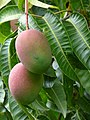 Mango, plody mangovníku indického