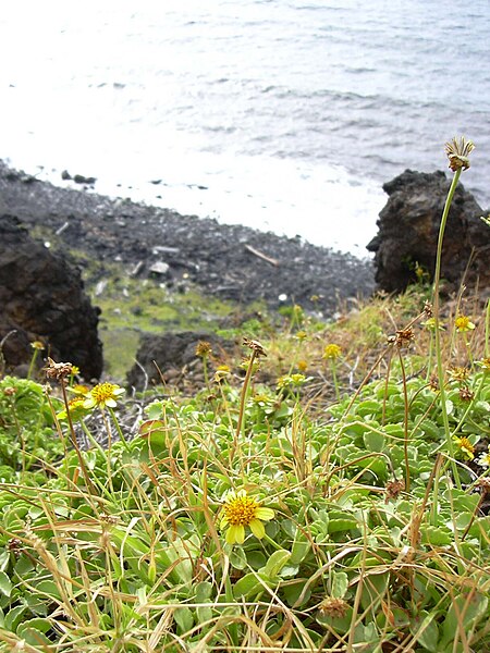 File:Starr 040423-0009 Bidens mauiensis.jpg