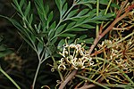 Thumbnail for Stenocarpus davallioides