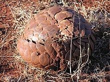 The pangolin Manis temminckii in defensive position. Steppenschuppentier1a.jpg