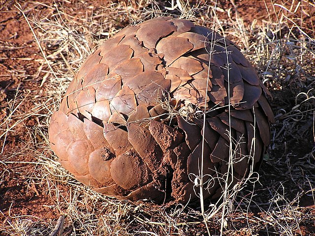 The pangolin Manis temminckii in defensive position.