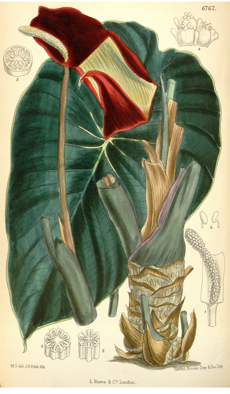 Steudnera colocasiifolia