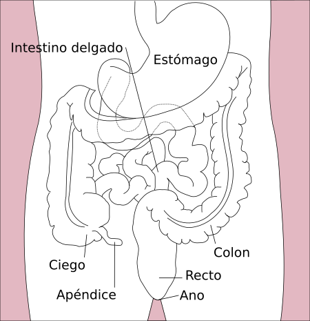 ไฟล์:Stomach colon rectum diagram-es.svg