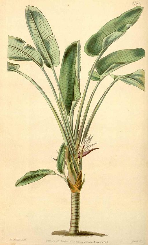 Strelitzia alba00