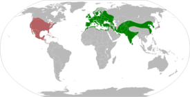Turkinkyyhky: Koko ja ulkonäkö, Levinneisyys, Elinympäristö