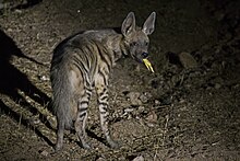 Striped hyena scavenging on poultry waste in Dahod district, Gujarat, India. Striped Hyena - Dahod, Gujarat.jpg