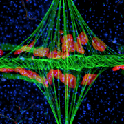 December 7: Structural organization of the heart of the mosquito Anopheles gambiae