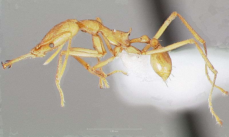 File:Strumigenys apios casent0005487 profile 1.jpg