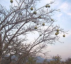 Strychnos spinosa (árvore do maboque)