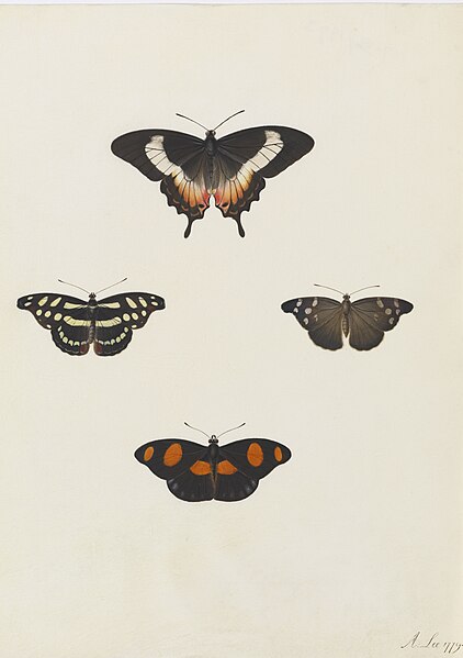 File:Study of four butterflies - Ann Lee - 107-1973-36.jpg