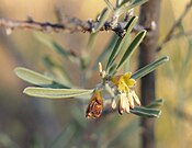 Stylobasium spathulatum flowers.jpg