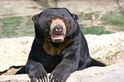 Sun Bear 3.jpg