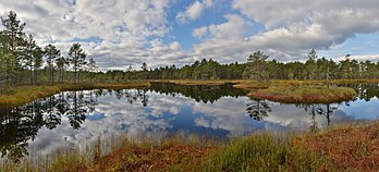 Lago Bog no pântano Bog, Reserva Natural Põhja-Kõrvemaa, Estónia. (definição 10 000 × 4 534)