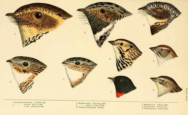 File:Swallows sparrows.jpg