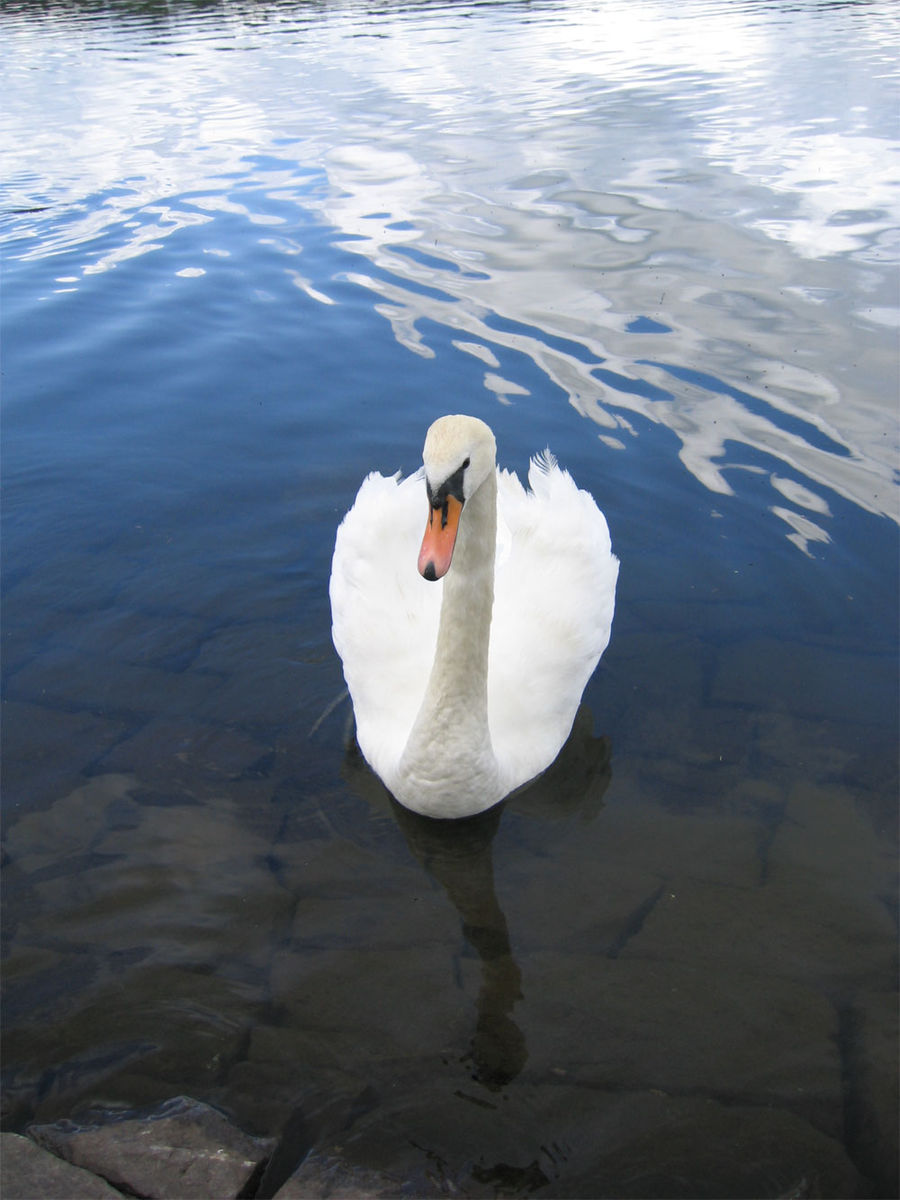 Le cygne