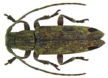 Sybra praeusta Pascoe, сука 1859 г. (5628493548) .jpg