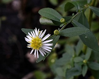 <i>Symphyotrichum ontarionis</i> Species of flowering plant in the family Asteraceae native to eastern and central North America