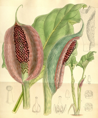 <i>Synandrospadix</i> Genus of flowering plants