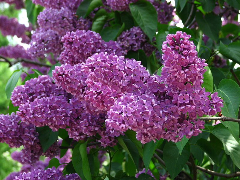 File:Syringa 'Leonid Leonov' 01.JPG