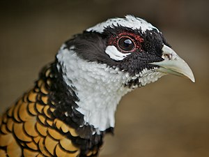 Head portrait of a male king pheasant