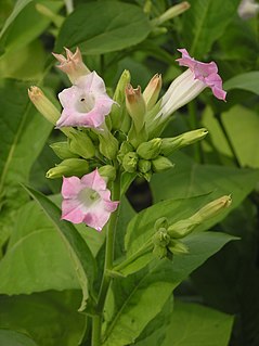 <i>Nicotiana tabacum</i> species of plant