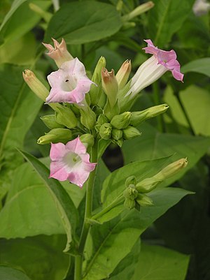 Nicotiana