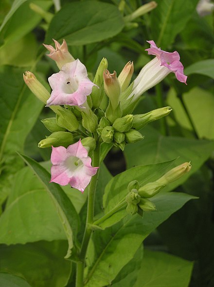 Tobacco inflorescence, Nicotiana tabacum