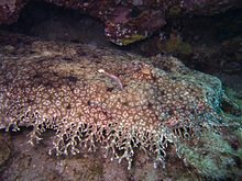 Requin wobbegong à glands.jpg