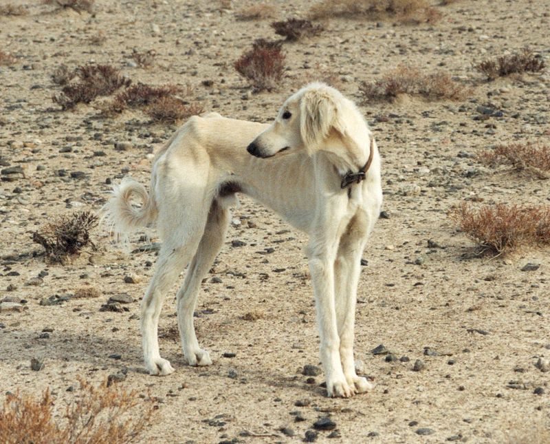 Тазы (порода собак) — Википедия